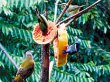  Aves sobrevolarán Santo Domingo. Los ticos aprenderán cuáles son los alimentos que consumen diferentes especies en la estación biológica. 