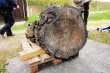 Descubren tronco con más de 10.500 años. El tronco tiene un diámetro de 60 centímetros. AFP.