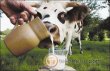 En Canadá: súper vaca lechera. Millón de vasos de leche. 