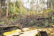  Fiscalía pide 16 años para exjefe de Minaet. Al menos ocho especies de árboles fueron taladas en una zona boscosa en Limón, localizada junto a una quebrada. Foto ilustrativa.