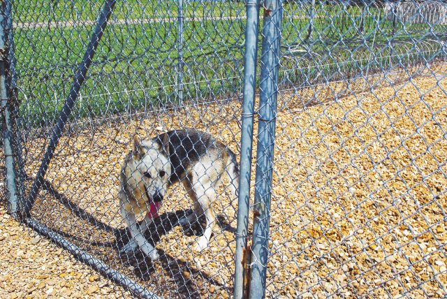 Perros lobo vigilan en cárcel estadounidense. Los canes cuidan el perímetro carcelario. EFE.