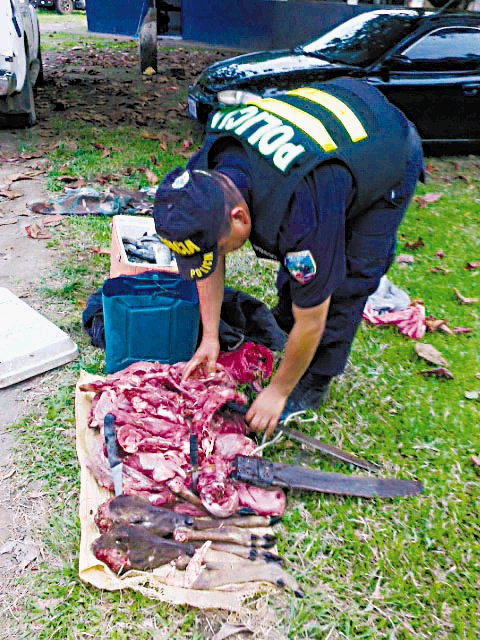 Presos por matar especie en peligro. Los detuvieron en Upala. Prensa MSP.