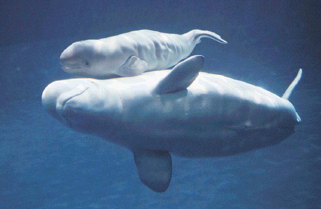 Nace una beluga en acuario de Chicago. Un crío de beluga nació en el Acuario Shedd de Chicago. AP.