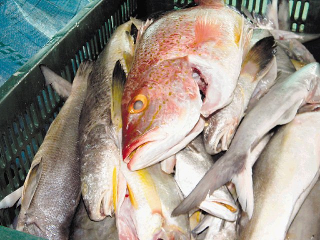  Venta de pescado cae a la mitad. Ayer al mediodía descargaban pescado en Quepos.M. Guevara.