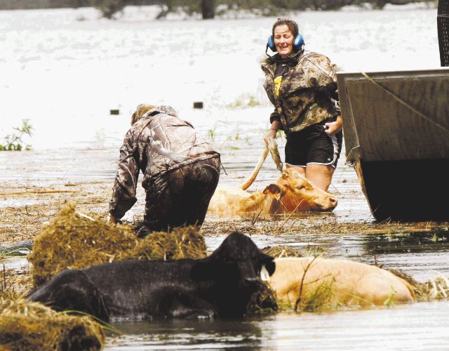 Dos muertos y 50 mil evacuados. Vacas en calles inundadas de Luisiana. AP.