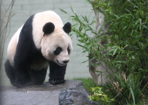 Los pandas Tian Tian y Yang Guang se exhiben en el zoo de Edimburgo. Tian Tian tiene 8 años. AP.
