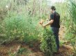  Cae cultivador de marihuana. Las plantas de marihuana eran regadas y abonadas regularmente. Guillermo Solano, MSP.