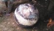 Esfera metálica cae del cielo en Brasil. La esfera mide unos 30 kilos.