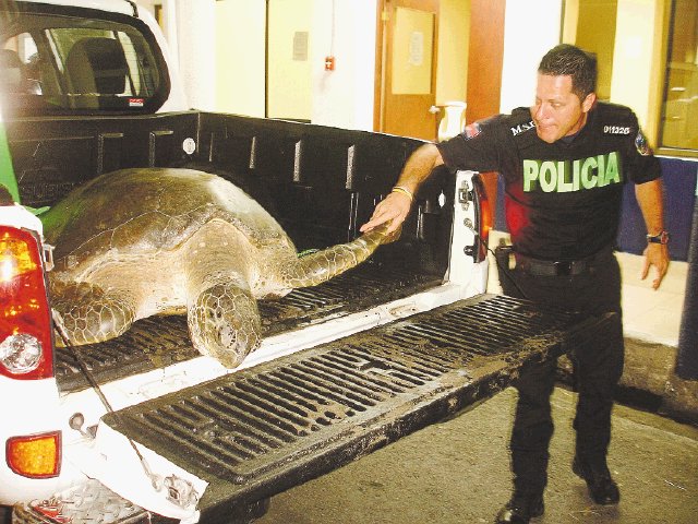  Policía rescata tres tortugas gigantes. Baula rescatada ayer en playa de Cieneguita. Raúl Cascante.