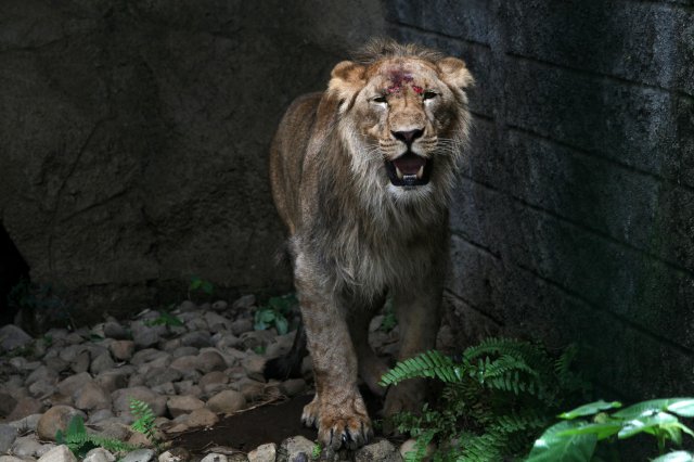 León africano, pasajero distinguido del primer vuelo Italia-Nicaragua. El león tiene 14 meses de nacido. EFE.