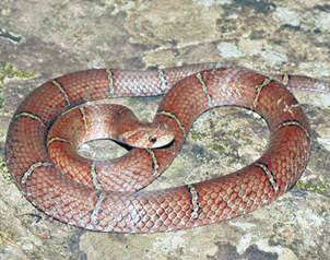 Descruben nueva serpierte escarlata. Las serpientes reciben ese nombre por el parecido de sus dientes con los cuchillos nepaleses. Internet.