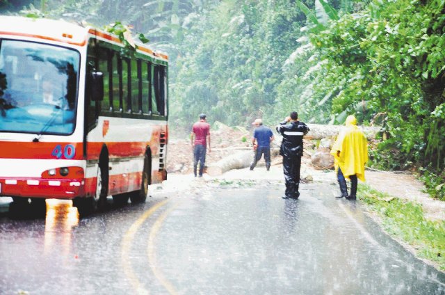 Árbol cae sobre bus en Turrialba. Se salvaron. K. Chavarría.