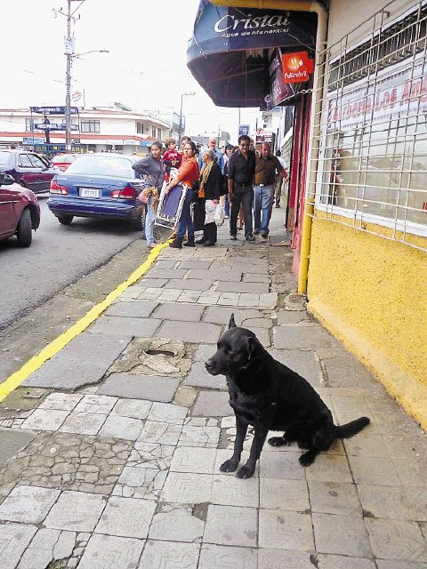  Aumentan perros callejeros. Por la Basílica. Jorge Calderón