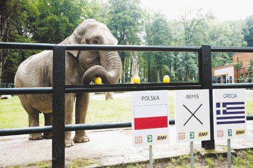  ¿Cuál pega más?. La elefanta le va a Polonia. Veremos si el cerdo Funtik está de acuerdo o no con su “colega”.AFP.