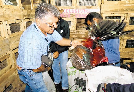  Desmantelan gallera en San Carlos Se encontraron siete gallos vivos y uno muerto