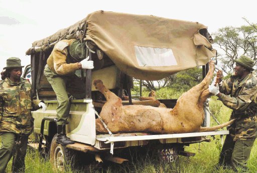 Matan seis leones que invadieron corral. Imagen cedida por el Servicio de Protección de la Fauna y Flora keniano (KWS) que muestra como los guardias cargan uno de los seis leones abatidos por los residentes de Kitengela, en las afueras de la capital de Nairobi. EFE.