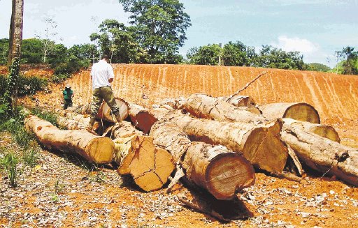  Millonario hallazgo de madera. Se estima que mucha madera sigue escondida.E. Chinchilla.