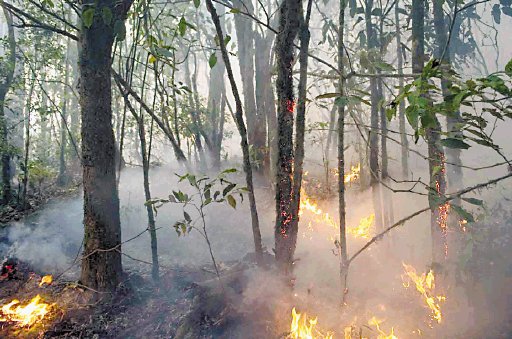  País sufrió la peor época de incendios forestales este año Siniestros de este tipo se incrementaron en el 2012