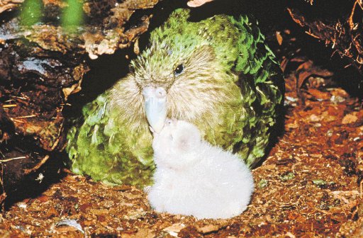 Kakapo se salva en Nueva Zelanda. “Kakapo”. Internet.