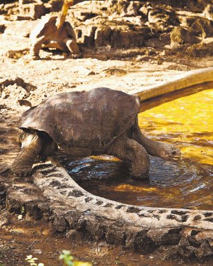 Muere tortuga solitario Jorge. El solitario Jorge. EFE. 