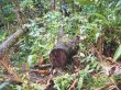  Tala provoca gran daño ambiental. Varios vecinos se alarmaron al descubrir troncos cortados. Carlos Hernández.