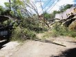  Desplome de árbol daña casa y oficina. Los bomberos cortaron el árbol con sierras. Katherine Ulate.