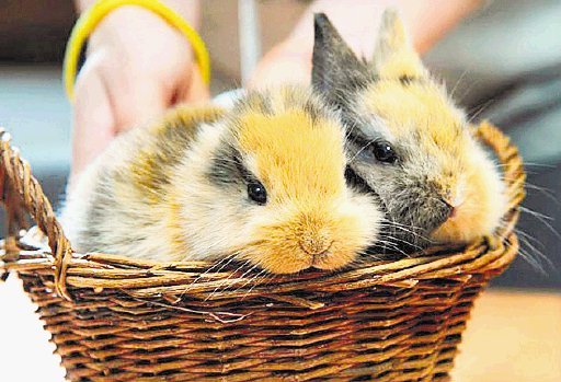 Fama le cuesta la vida a conejo sin orejas en Alemania. Til, sin orejitas, murió al ser aplastado. REUTERS.