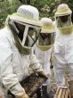  Apuestan a abejas africanizadas. En estos momentos se capacitan 32 apicultores. A. Méndez.
