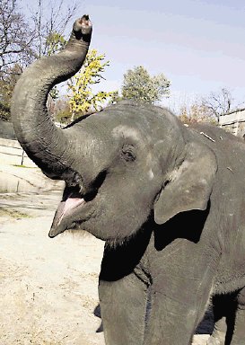  Elefanta toca la armónica Vive en zoológico de EE. UU. y vino de Sri lanka
