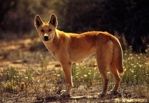 El dingo contribuyó a la desaparición del tigre de Tasmania en Australia. El dingo es un perro salvaje. Internet.