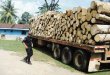  Policía detiene tres camiones con madera. La camioneros no explicaron el origen de la carga.Edgar Chinchilla.