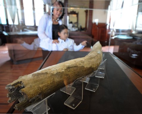 Honduras exhibe colmillo de mamut y piezas de animales gigantes. Las piezas fueron descubiertas en el sureste de Tegucigalpa. AP.