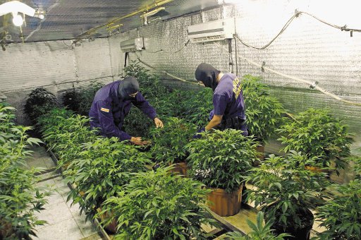  Red de foráneos vendía marihuana en bares Alquilaban casas grandes para producirla en laboratorios