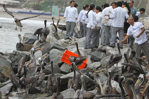 Gastrónomos alimentan a pelícanos amenazados por falta de peces en Lima. Un grupo de cocineros llegaron alimenta pelícanos a las playas de Chorrillos en Lima (Perú). EFE.