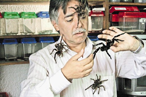 Tabú. Insólitos. 200 arañas viven con el biólogo del primer episodio.