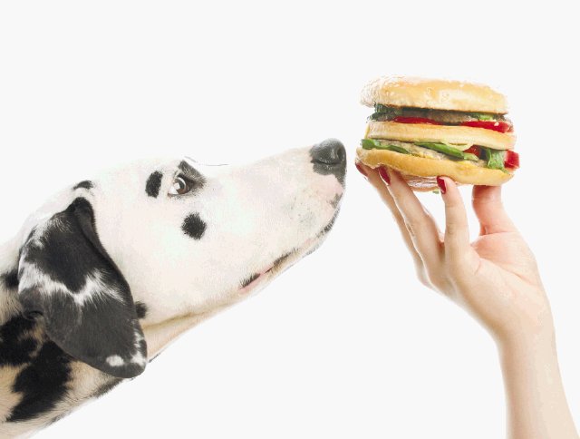  Censura en sus mordiscos Dieta para perros