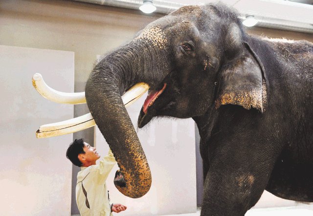  Elefante imita a su cuidador. “Koshik es como mi bebé”, declaró Kim. AFP.