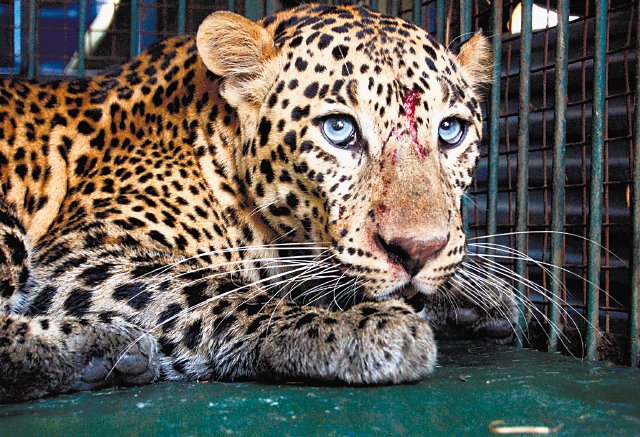 Leopardo devora a decimaquinta presa. El pequeño sería la decimaquinta presa del leopardo. Archivo.