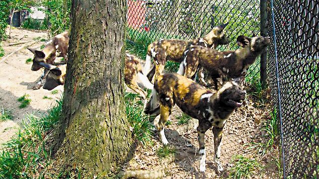  Perros matan a niño Ataque en el Zoológico de Pittsburgh, cuando menor cayó en encierro de animales salvajes