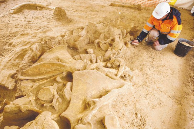 Hallan esqueleto de mamut en Francia. Esqueleto de mamut. AFP.
