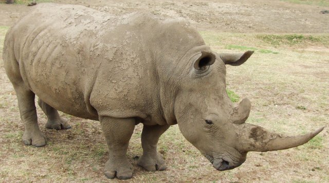 Condenado a 40 años de cárcel un traficante de cuernos de rinoceronte. 