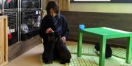 La irresistible tentación japonesa de tomar café con animales. Se está voviendo una afición compartir con los animalitos un café.