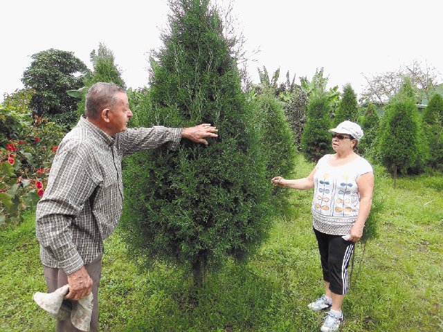  Familias salen ya a comprar o apartar el arbolito de Navidad. Elizabeth Umaña eligió y apartó su árbol de ciprés la semana pasada. Herlen Gutiérrez.