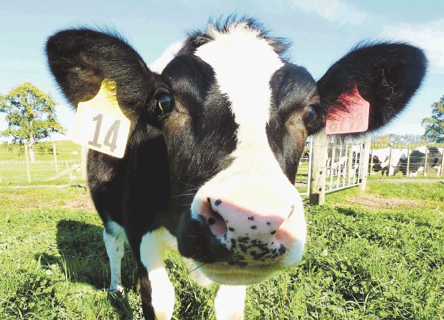 Daisy, vaca clonada, puede cesar alergias. 