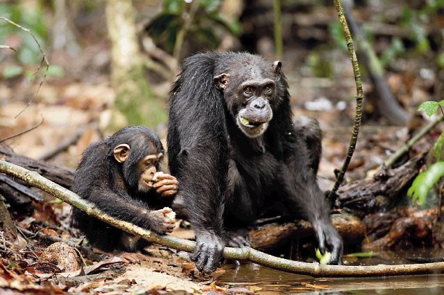 Cartelera de cine. Chimpancés. Fue producido por Alastair Fothergill y Mark Linfield, junto a Alix Tidmarsh y es el cuarto lanzamiento de Disneynature en América Latina después de Felinos de África (2011).