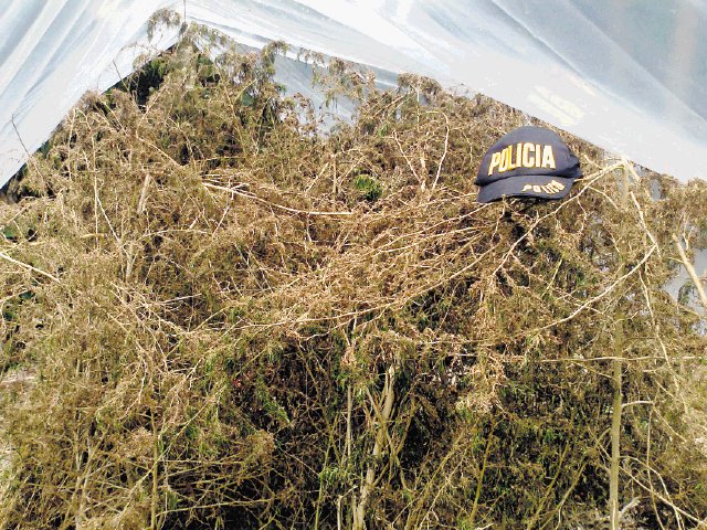  Destruyen 3.754 plantas de marihuana. Las autoridades se encuentran tras los pasos de los narcos.MSp.