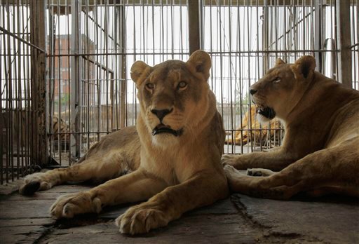 Leonas argentinas vivirán en zoo paraguayo. Las leonas fueron donadas por parte del dueño de un circo. Internet.