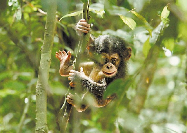 Cartelera de cine. Documental “Chimpancés”.