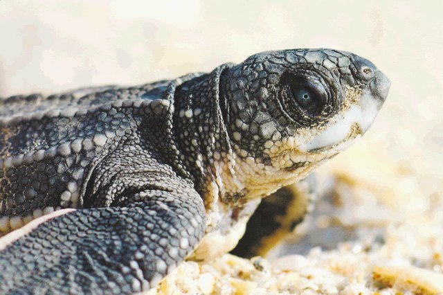 El desove de tortugas bobas en Florida registra su mejor temporada. 