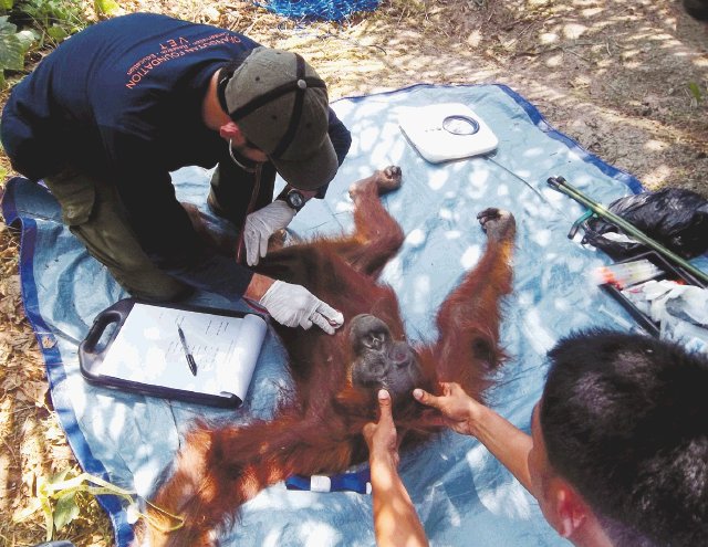 Rescatan a orangután herida por disparo. Los paramédicos examinan al orangután hembra llamada Aan después de ser rescatado, en Kalimantan Central, Indonesia. Un conservacionista dijo ayer que recibió un disparo con un rifle. AP.